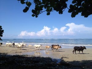 Vacas Playa Manzanillo